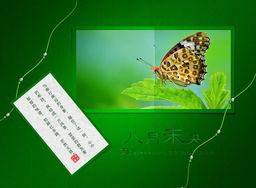 八月未央，致竹子1975 一场图文设计的原创之约